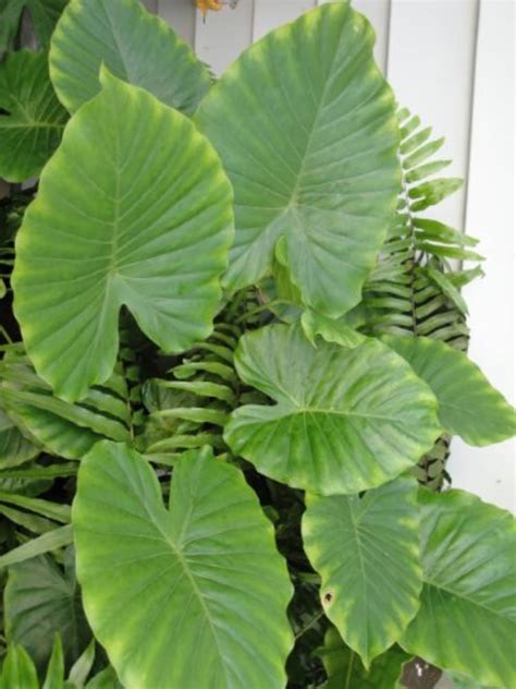 how to care for alocasia